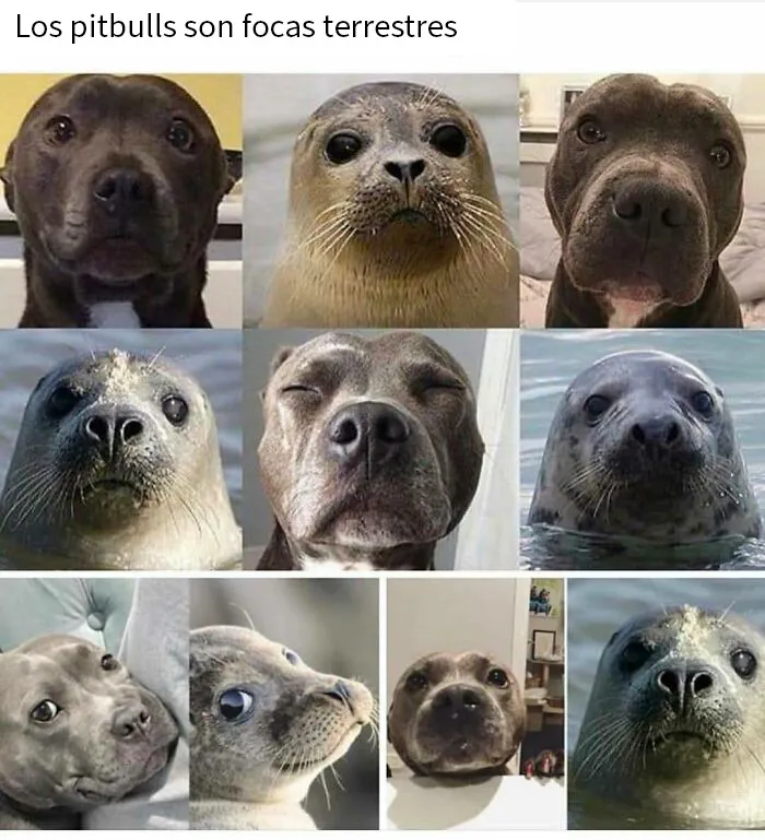 20 Memes de perros tan divertidos como reconfortantes para derretir tu corazón