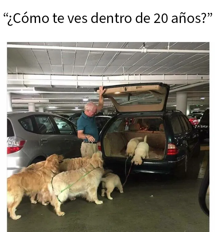20 Memes de perros tan divertidos como reconfortantes para derretir tu corazón