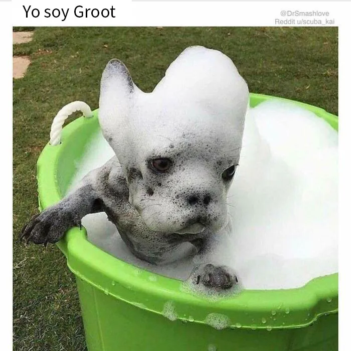 20 Memes de perros tan divertidos como reconfortantes para derretir tu corazón