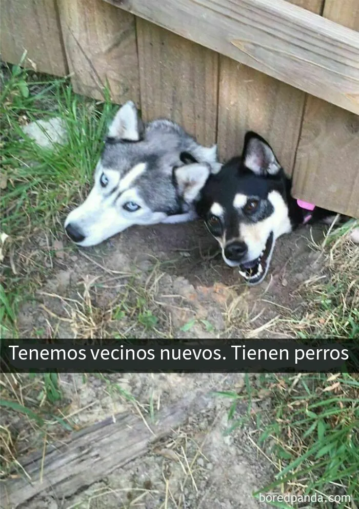20 Memes de perros tan divertidos como reconfortantes para derretir tu corazón