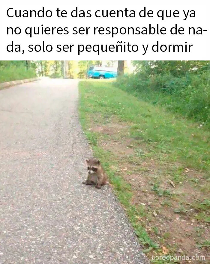 20 Memes aleatorios para traerte risas, caos y diversión