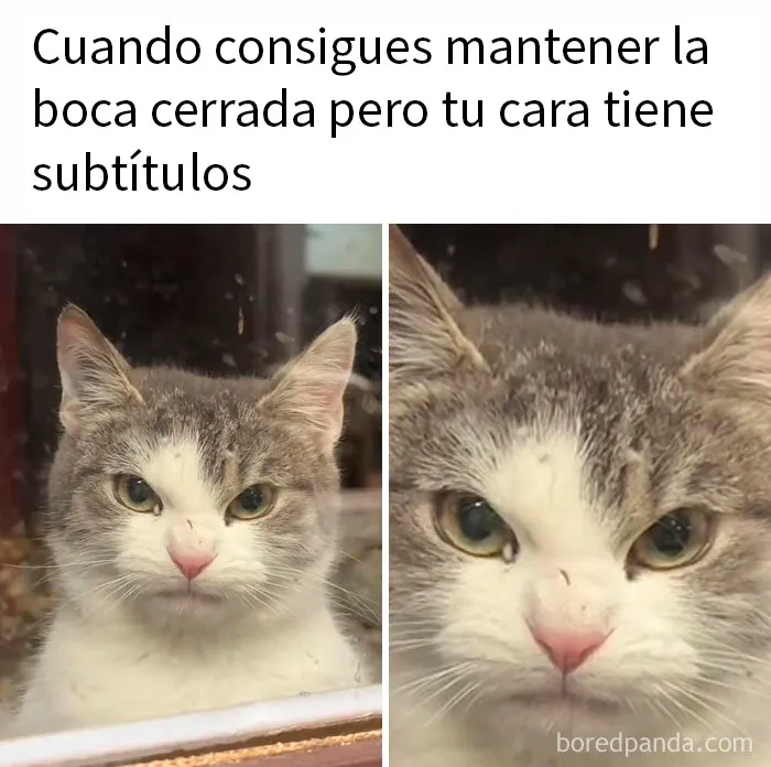 20 Memes aleatorios para traerte risas, caos y diversión