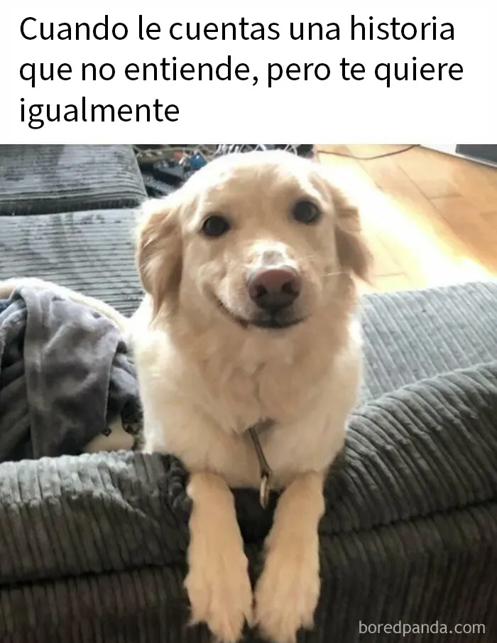 20 Memes aleatorios para traerte risas, caos y diversión