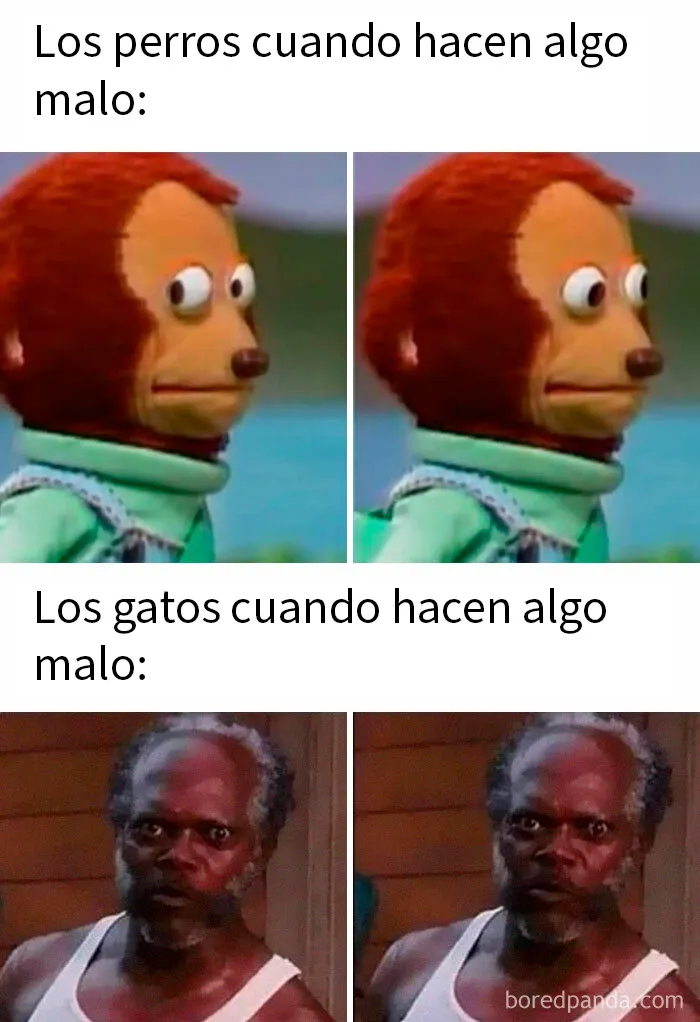 20 Memes aleatorios para traerte risas, caos y diversión