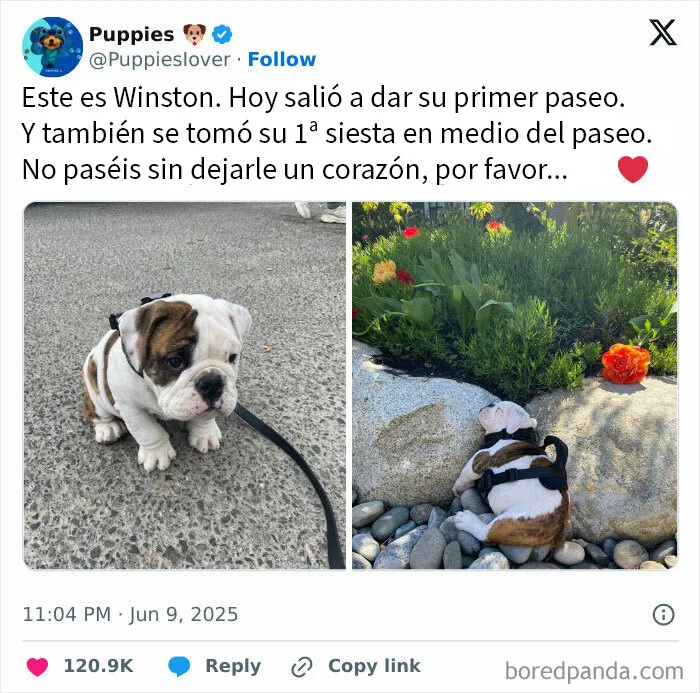 20 Memes aleatorios para traerte risas, caos y diversión