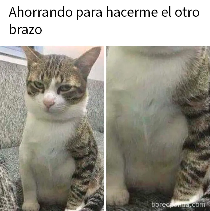 20 Memes divertidos para que no te falte tu dosis de risas diaria