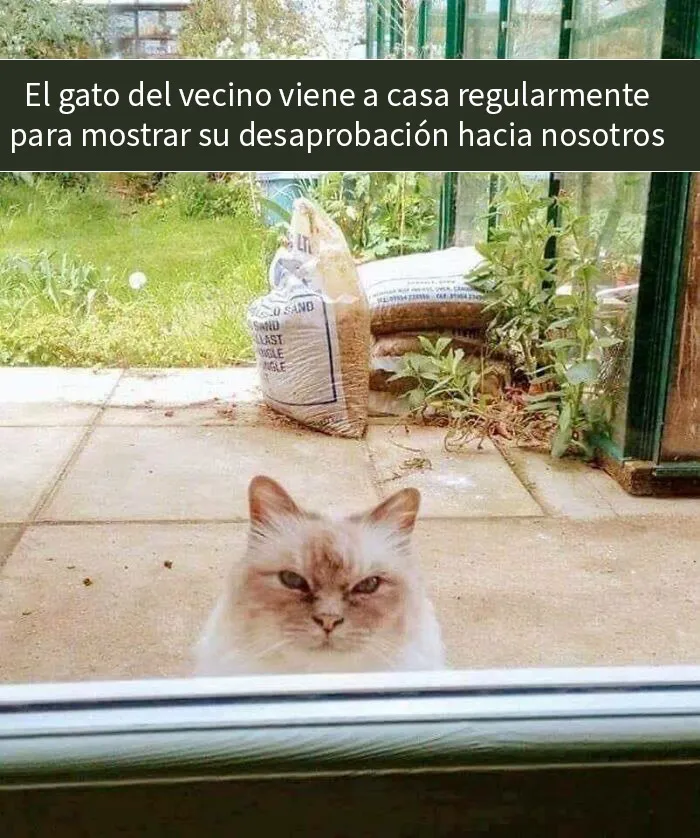 20 Memes aleatorios para traerte risas, caos y diversión