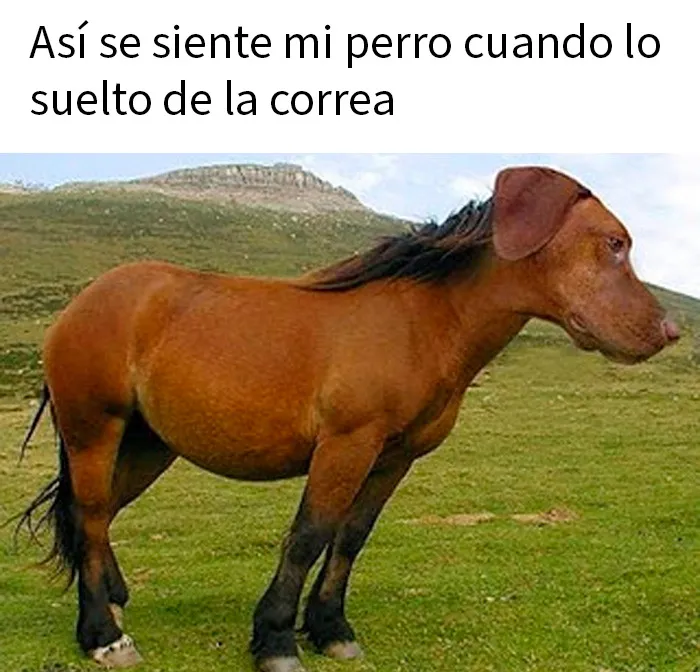 20 Divertidos y sarcásticos memes de esta página especializada en ellos