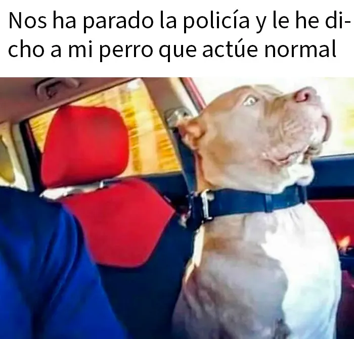 20 Divertidos y sarcásticos memes de esta página especializada en ellos