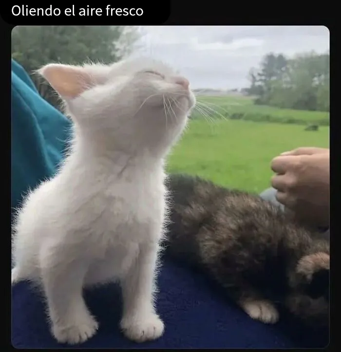 20 Memes reconfortantes para devolverte la fe en la humanidad