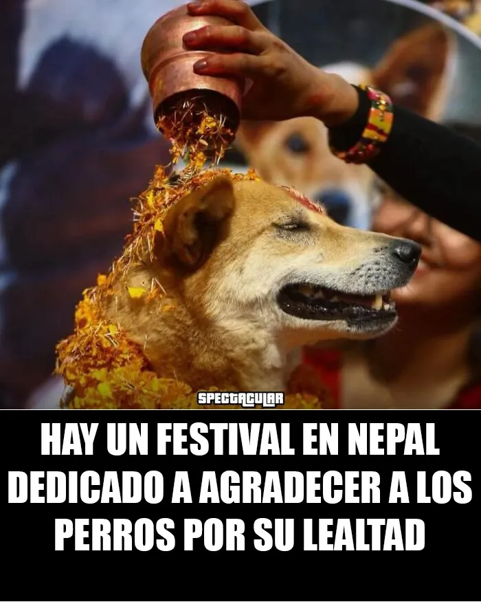 20 Encantadores memes de animales para alegrarte un poco el día