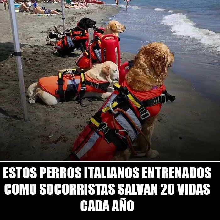 20 Encantadores memes de animales para alegrarte un poco el día