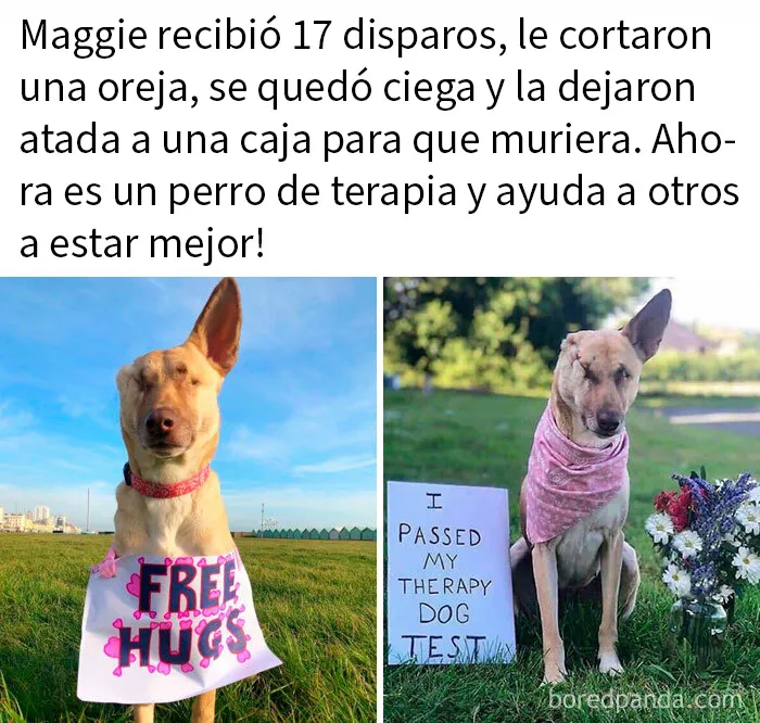 20 Encantadores memes de animales para alegrarte un poco el día