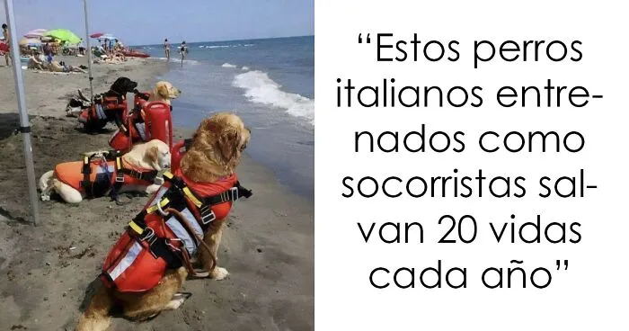 20 Encantadores memes de animales para alegrarte un poco el día