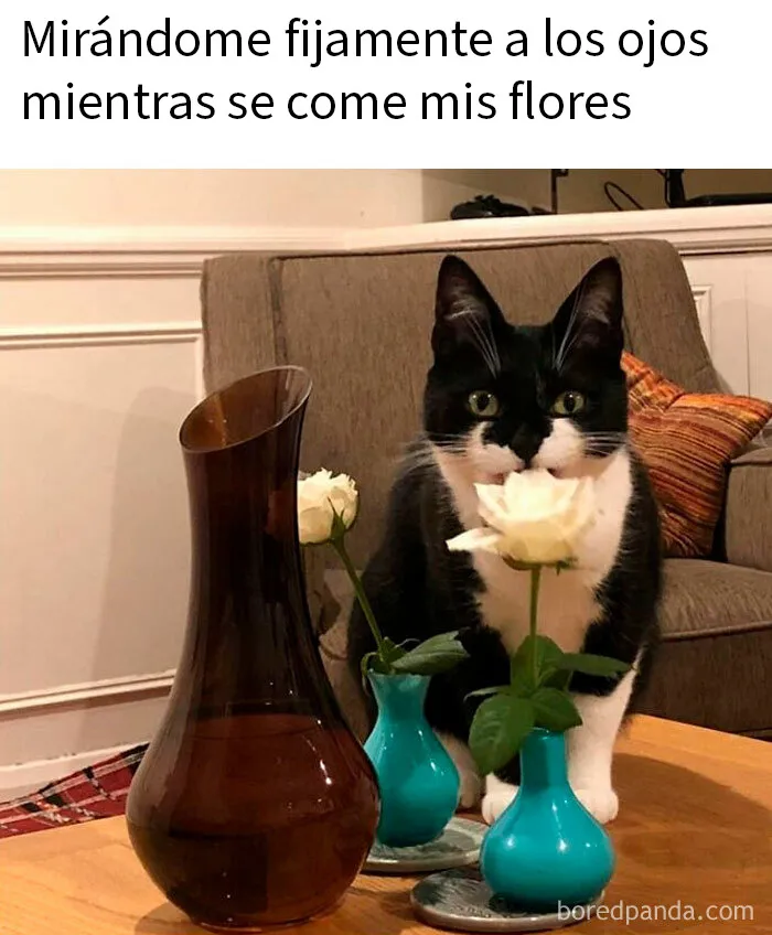 20 Divertidos memes demostrando que los gatos tienen muy mala leche