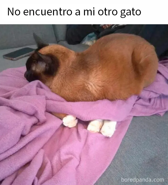 20 Divertidos memes demostrando que los gatos tienen muy mala leche