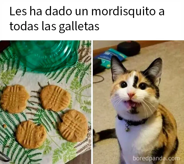 20 Divertidos memes demostrando que los gatos tienen muy mala leche