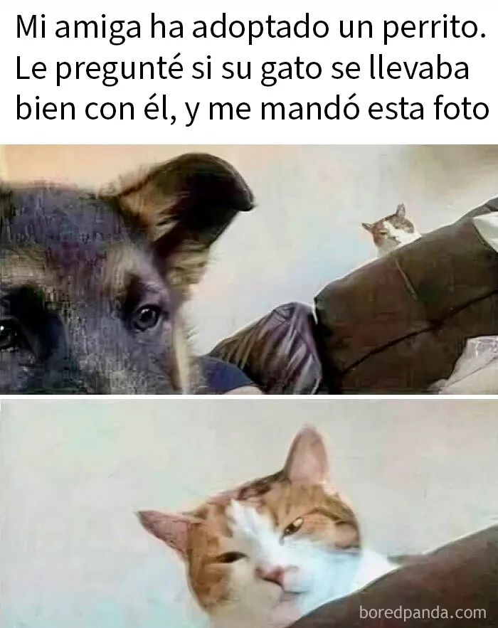 20 Divertidos memes demostrando que los gatos tienen muy mala leche