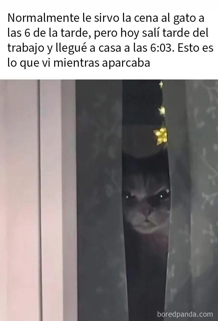 20 Divertidos memes demostrando que los gatos tienen muy mala leche
