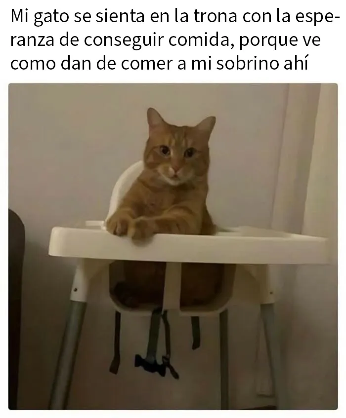 20 Divertidos memes demostrando que los gatos tienen muy mala leche