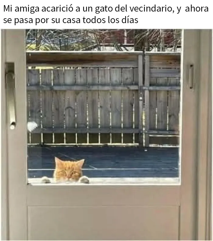 20 Divertidos memes demostrando que los gatos tienen muy mala leche