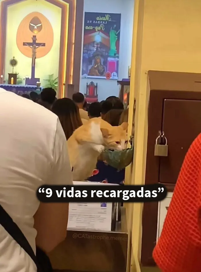 20 Divertidos memes demostrando que los gatos tienen muy mala leche