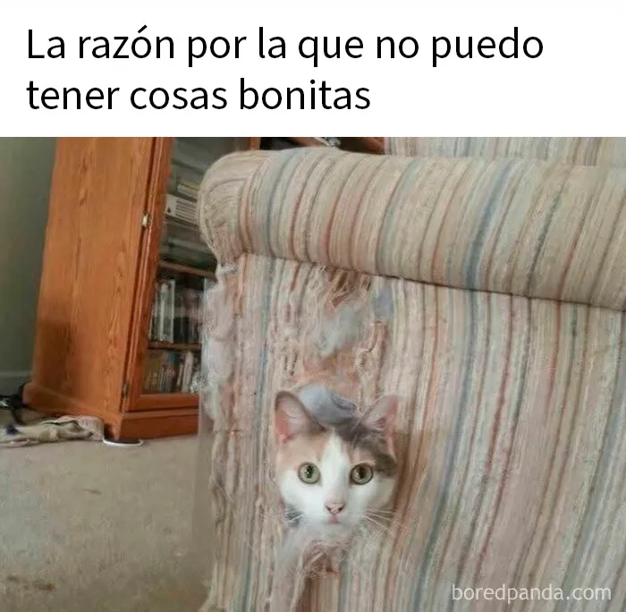 20 Divertidos memes demostrando que los gatos tienen muy mala leche