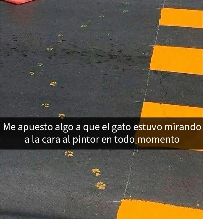 20 Divertidos memes demostrando que los gatos tienen muy mala leche