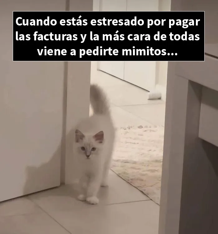 20 Divertidos memes demostrando que los gatos tienen muy mala leche
