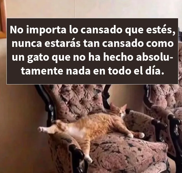 20 Divertidos memes demostrando que los gatos tienen muy mala leche