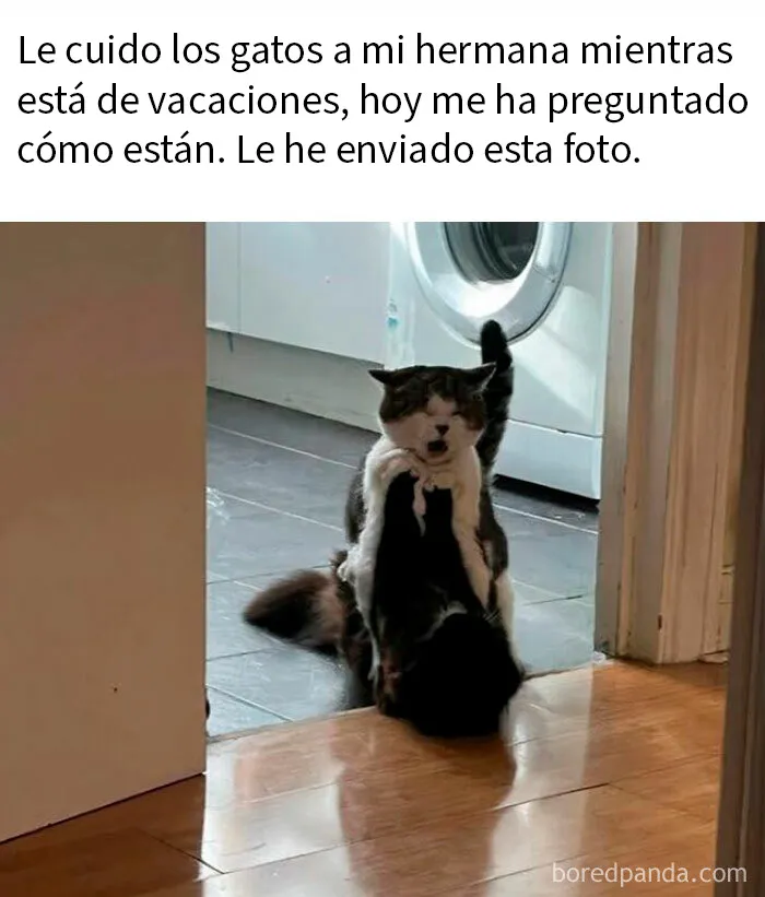 20 Divertidos memes demostrando que los gatos tienen muy mala leche