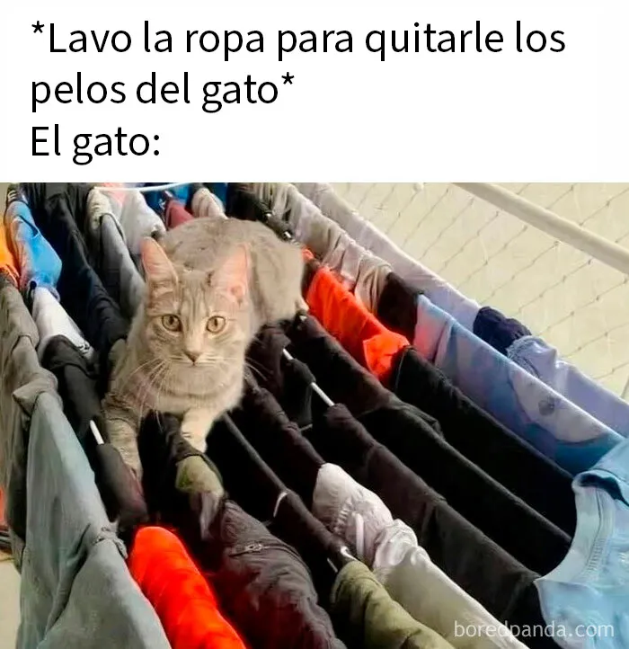 20 Divertidos memes demostrando que los gatos tienen muy mala leche