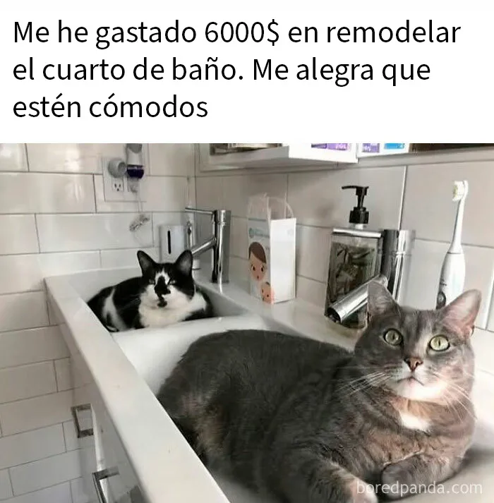 20 Divertidos memes demostrando que los gatos tienen muy mala leche