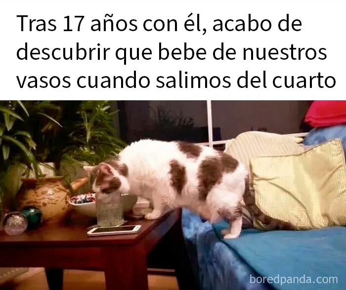 20 Divertidos memes demostrando que los gatos tienen muy mala leche