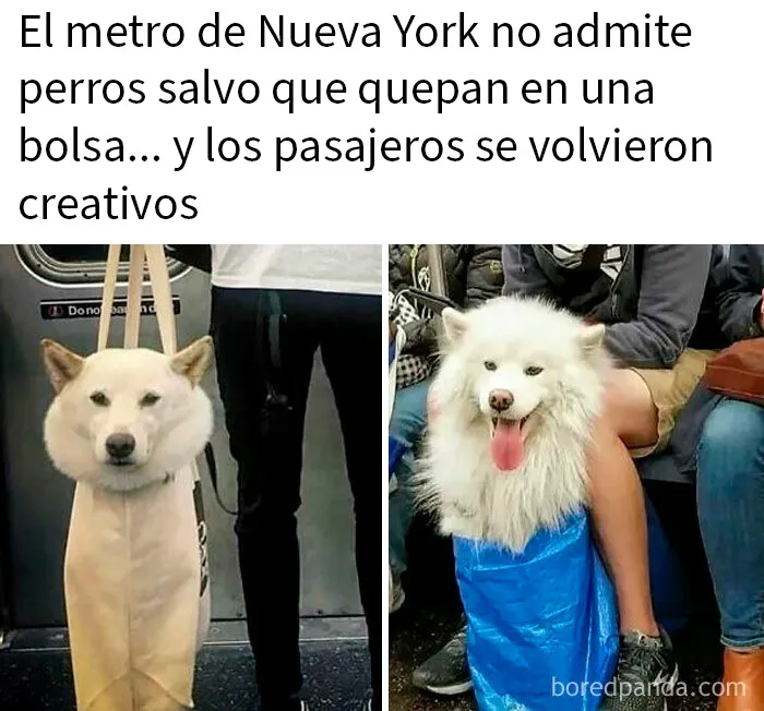 20 Publicaciones bastante interesantes que no puedes perderte