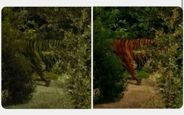 Los tigres parecen anaranjados para los humanos porque la mayoría somos tricrómatas, pero verdes para los ciervos y jabalíes, que son dicrómatas. Los colores naranja y negro del tigre le proporcionan camuflaje, lo que le ayuda a acechar eficazmente a presas con pezuñas, como ciervos y jabalíes.