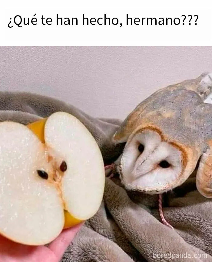20 Memes divertidos para compartir con tus amigos