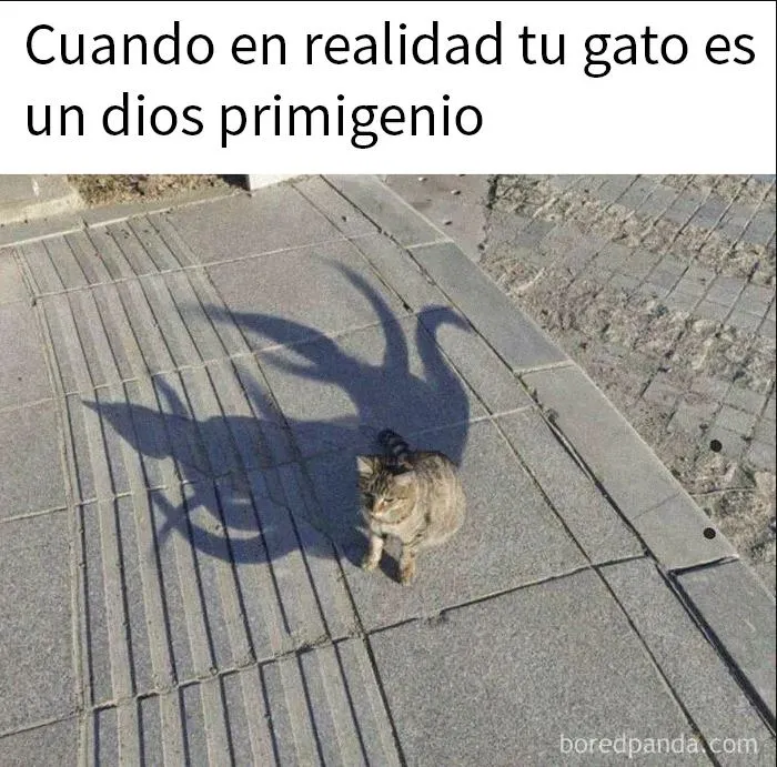20 Memes divertidos para alegrarte el día