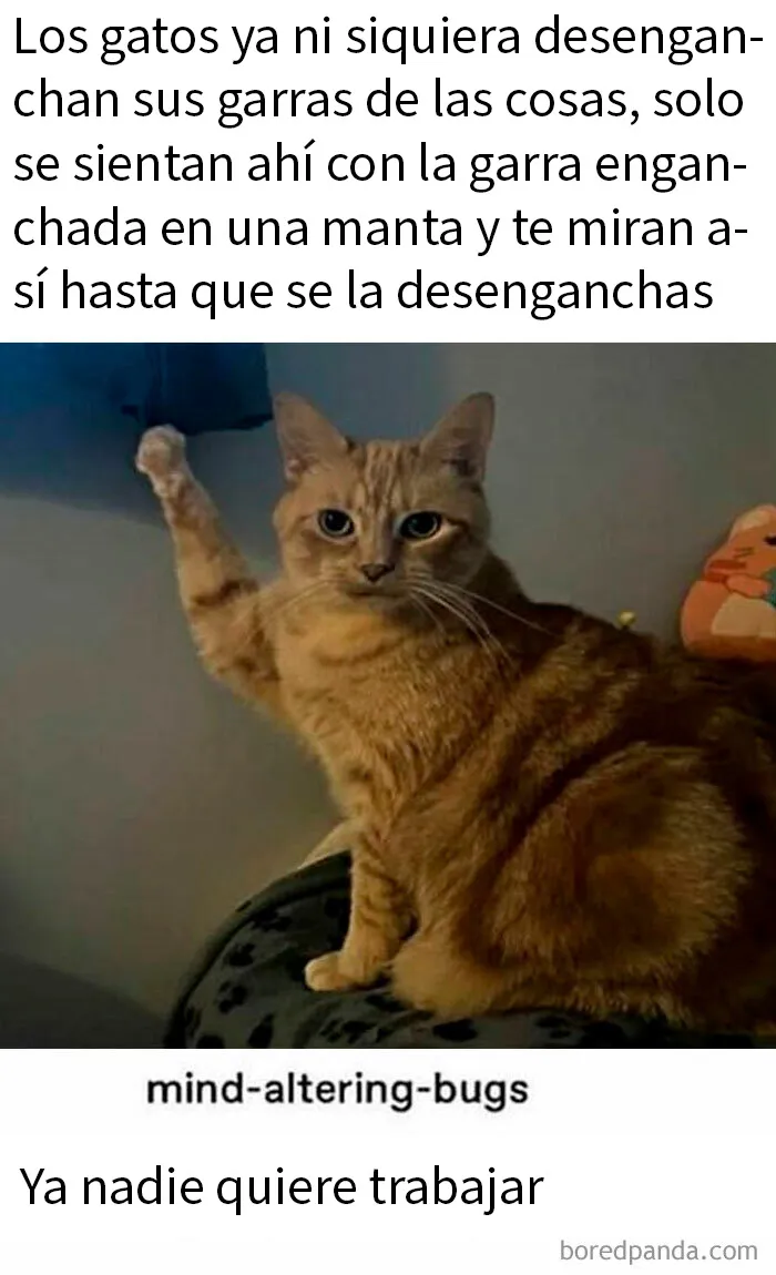 20 Memes divertidos para alegrarte el día