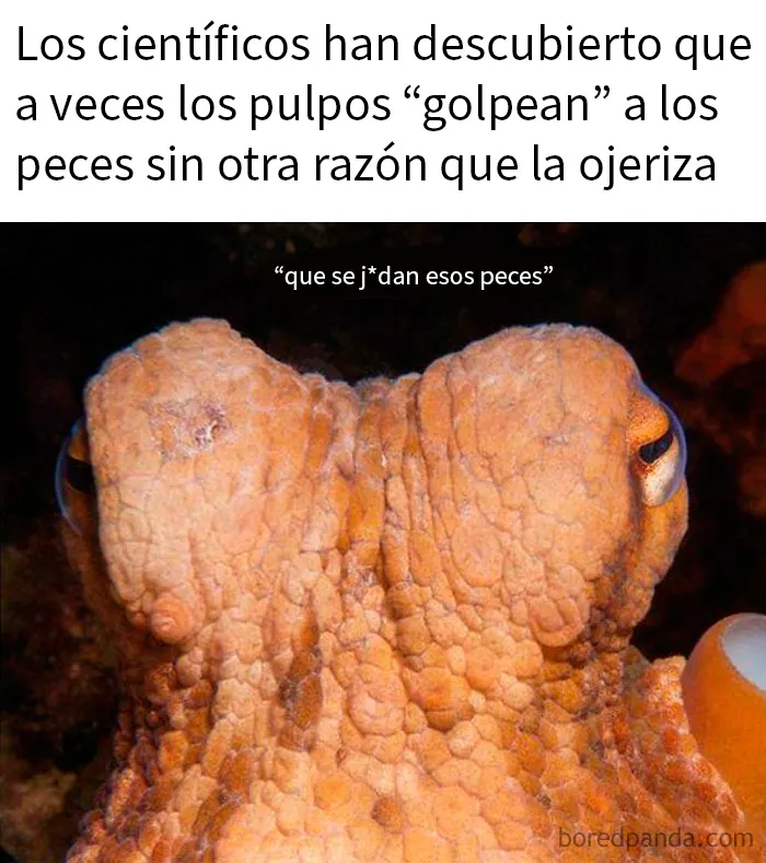 ¿Es porque son inteligentes o porque es divertido?