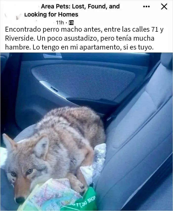 Eso no es una mascota, no deberías meterlo en tu coche