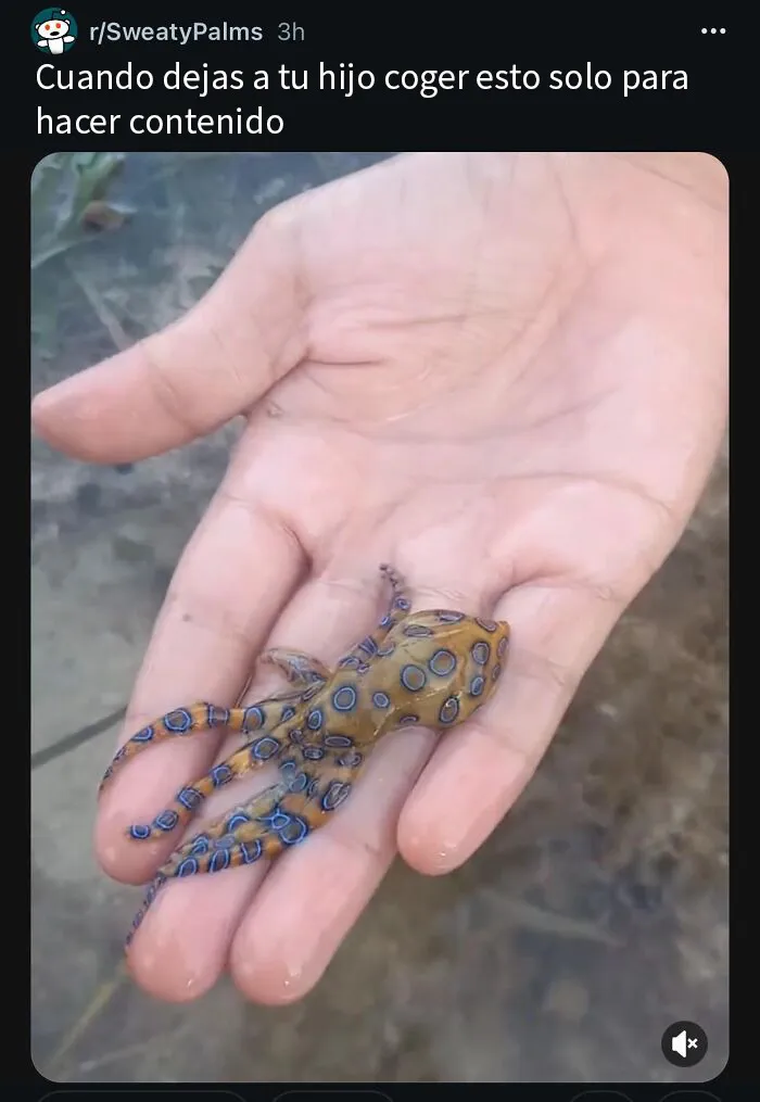 Dejando que tu hijo recoja casualmente una de las criaturas más letales del mundo