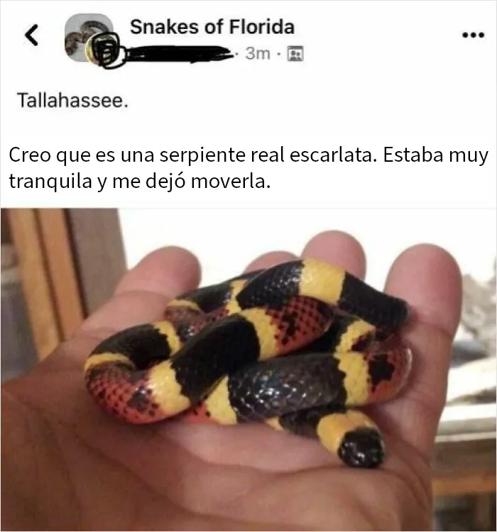 Persona sostiene una serpiente colorida creyendo que es inofensiva, un ejemplo de peligro sin darse cuenta.