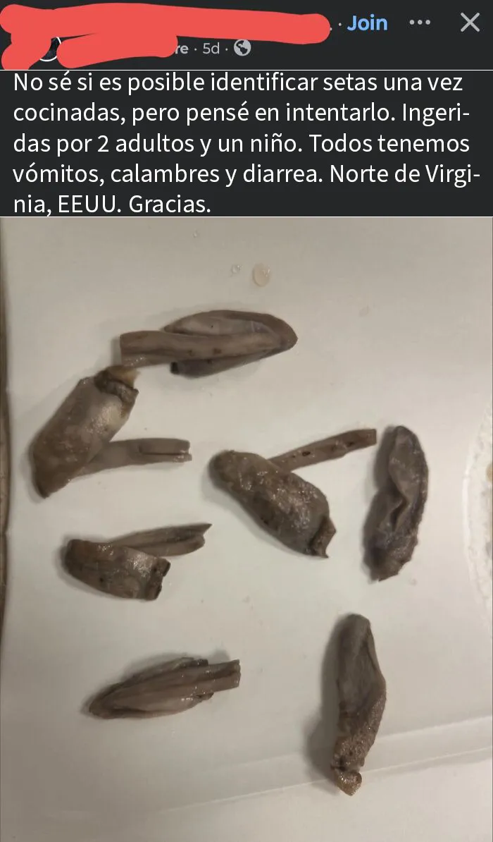 Setas cocinadas en plato blanco, riesgo de intoxicación y síntomas peligrosos sin darse cuenta del peligro.