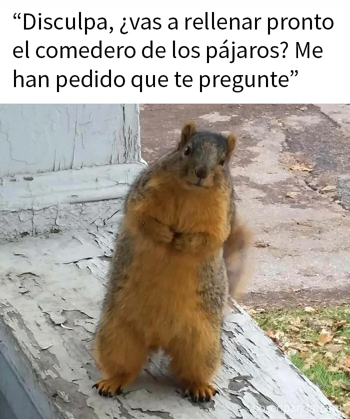20 Divertidos memes para mostrar que la vida campestre no es tan pacífica como parece