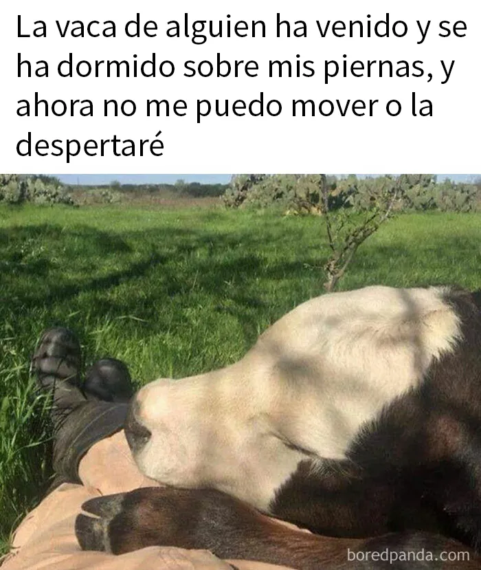 20 Divertidos memes para mostrar que la vida campestre no es tan pacífica como parece