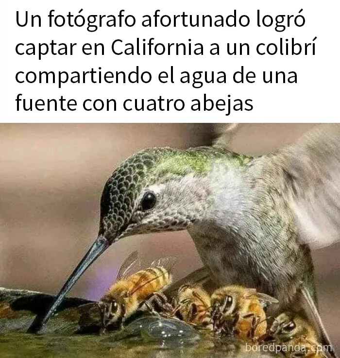 20 Divertidos memes para mostrar que la vida campestre no es tan pacífica como parece