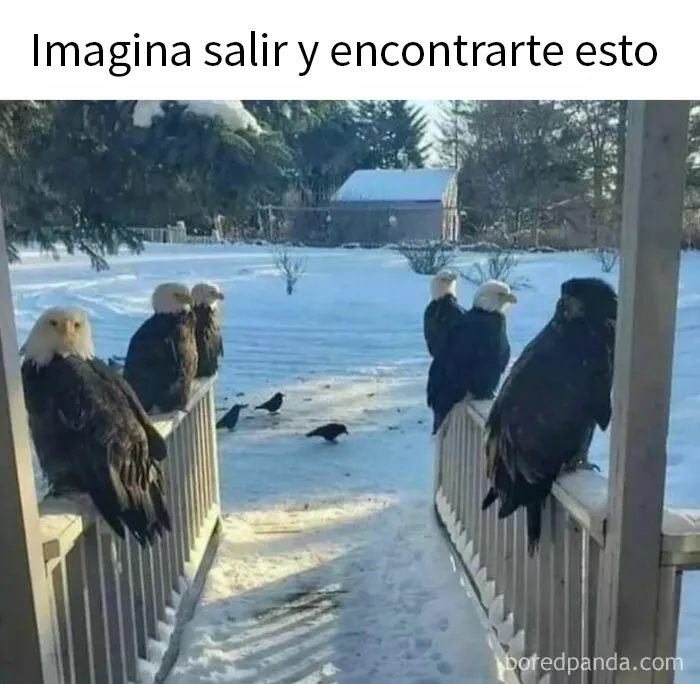 20 Divertidos memes para mostrar que la vida campestre no es tan pacífica como parece