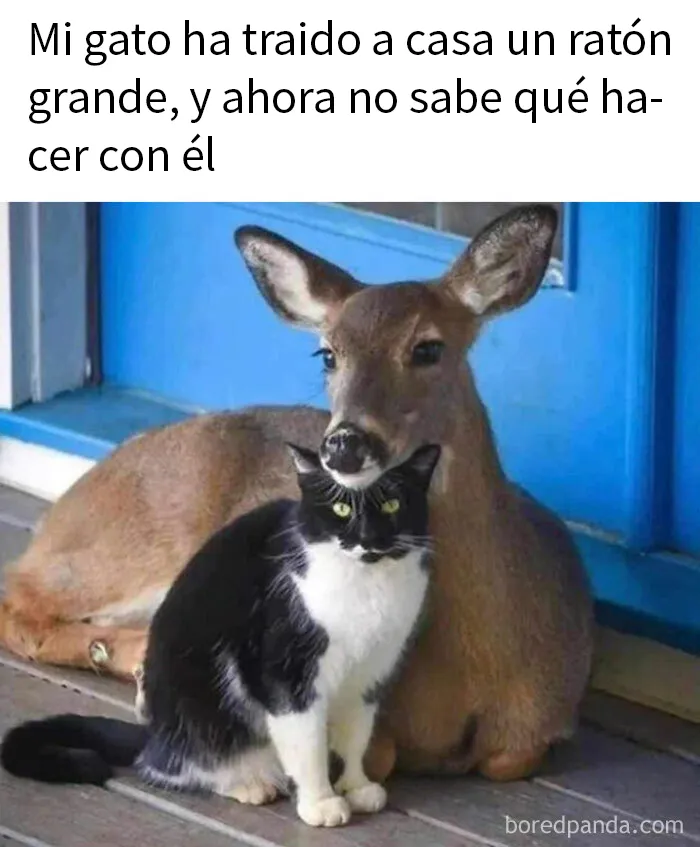 20 Divertidos memes para mostrar que la vida campestre no es tan pacífica como parece