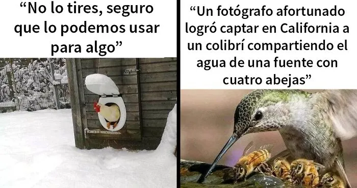 20 Divertidos memes para mostrar que la vida campestre no es tan pacífica como parece